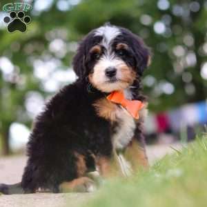 Major Tom, Mini Bernedoodle Puppy